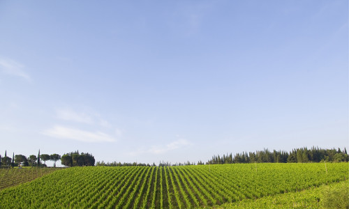 shutterstock_4108999